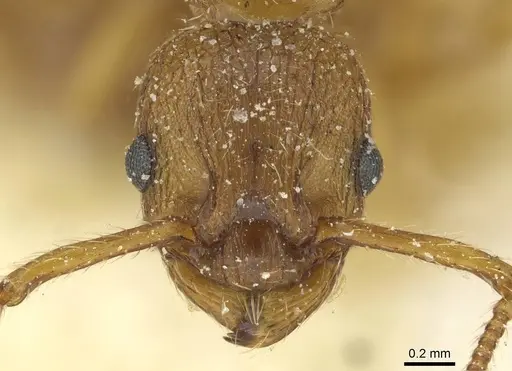 Myrmica constricta specimen