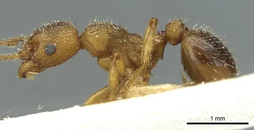Myrmica constricta specimen