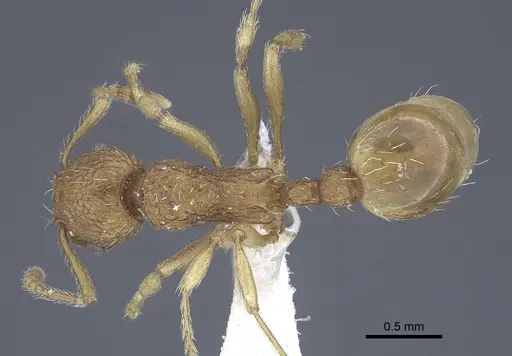 Myrmica constricta - CASENT0916783