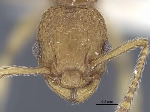 Myrmica constricta - CASENT0916783