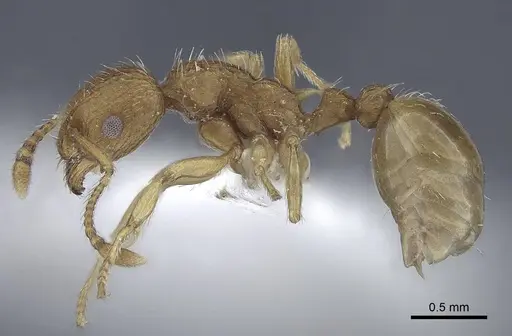 Myrmica constricta - CASENT0916783