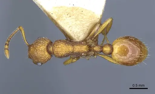 Myrmica constricta - CASENT0916881