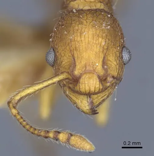 Myrmica constricta - CASENT0916881