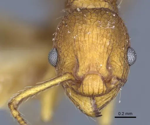 Myrmica constricta - CASENT0916881