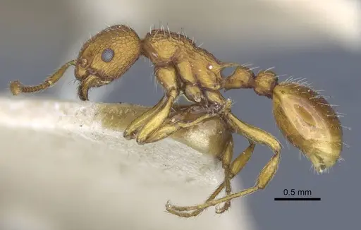 Myrmica constricta - CASENT0916881