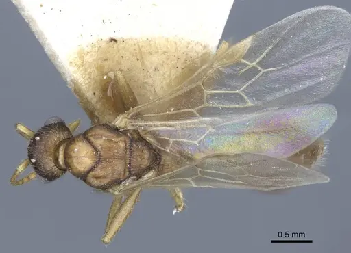 Myrmica constricta - CASENT0916882