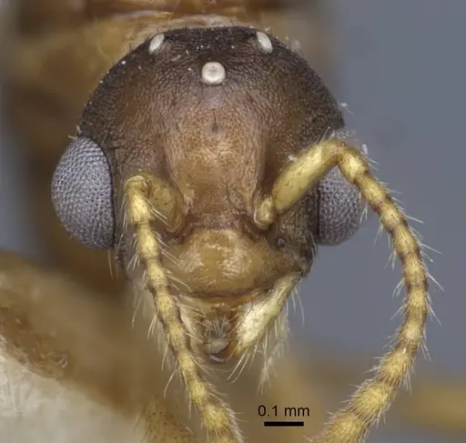 Myrmica constricta - CASENT0916882