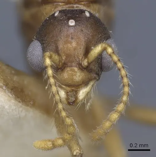 Myrmica constricta - CASENT0916882