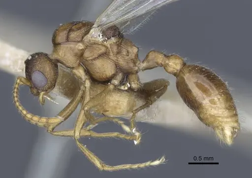 Myrmica constricta - CASENT0916882