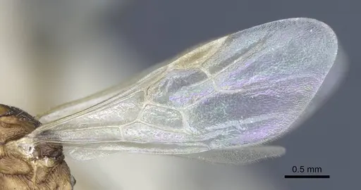 Myrmica constricta - CASENT0916882