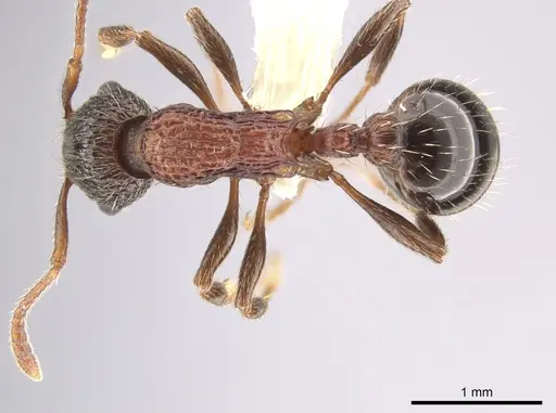 Myrmica crassirugis specimen