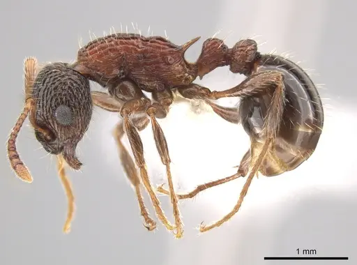 Myrmica crassirugis specimen