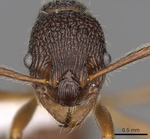 Myrmica curiosa specimen