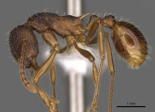Myrmica curiosa specimen