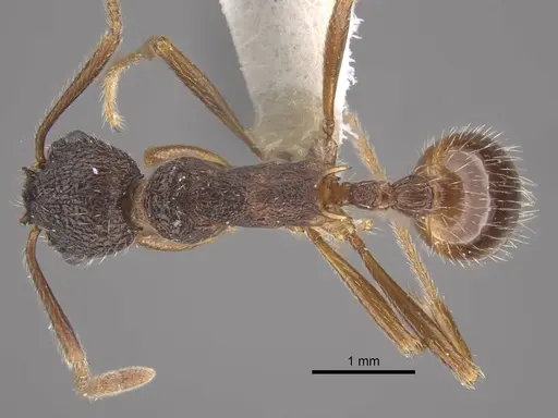 Myrmica curiosa - CASENT0917698