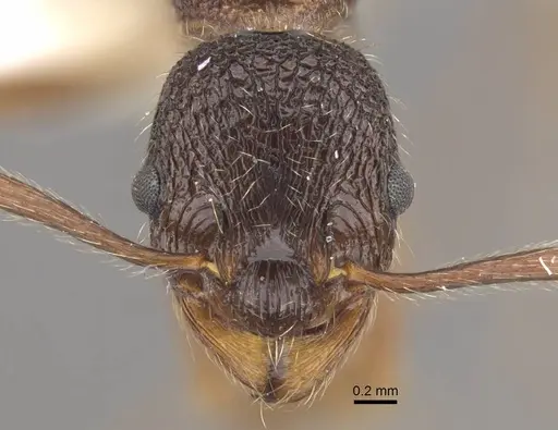 Myrmica curiosa - CASENT0917698