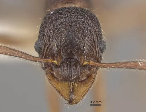 Myrmica curiosa - CASENT0917698