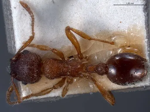 Myrmica curvithorax specimen