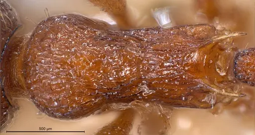 Myrmica curvithorax specimen