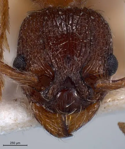 Myrmica curvithorax specimen