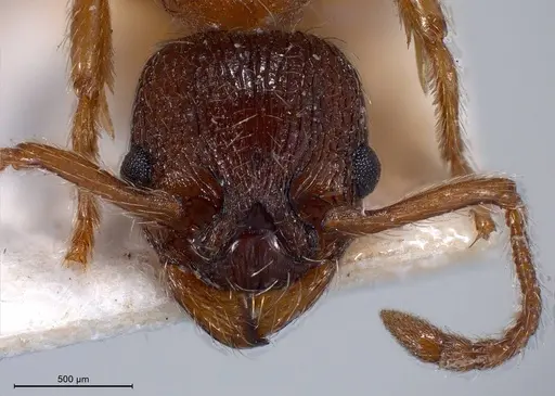 Myrmica curvithorax - ANTWEB1008447