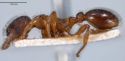 Myrmica curvithorax - ANTWEB1008447