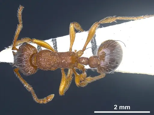 Myrmica curvithorax - ANTWEB1041285