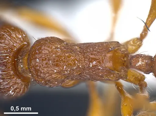 Myrmica curvithorax - ANTWEB1041285