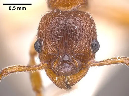 Myrmica curvithorax - ANTWEB1041285