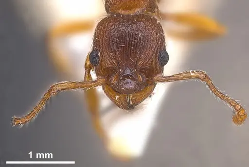 Myrmica curvithorax - ANTWEB1041285
