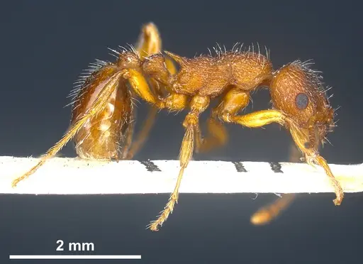 Myrmica curvithorax - ANTWEB1041285