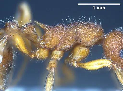 Myrmica curvithorax - ANTWEB1041285