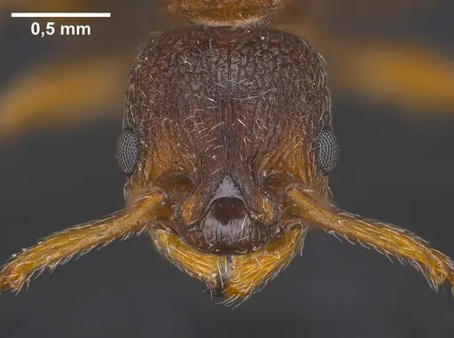 Myrmica curvithorax - ANTWEB1041364