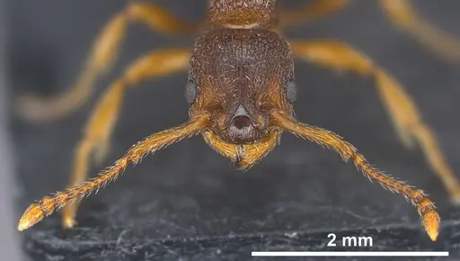 Myrmica curvithorax - ANTWEB1041364