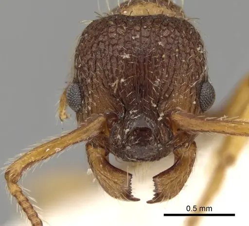 Myrmica curvithorax - CASENT0280823
