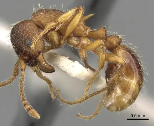 Myrmica curvithorax - CASENT0280823