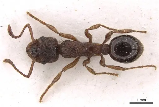 Myrmica curvithorax - CASENT0922797