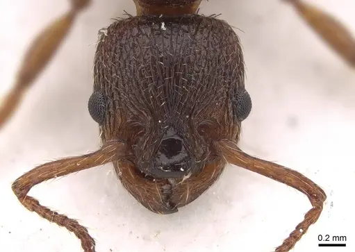 Myrmica curvithorax - CASENT0922797