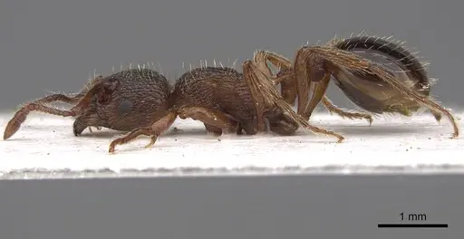 Myrmica curvithorax - CASENT0922797