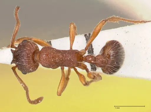Myrmica curvithorax - FOCOL0724-1
