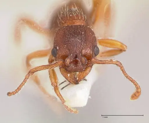 Myrmica curvithorax - FOCOL0724-1
