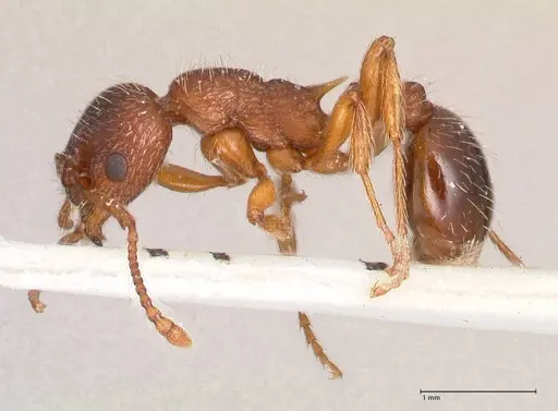 Myrmica curvithorax - FOCOL0724-1