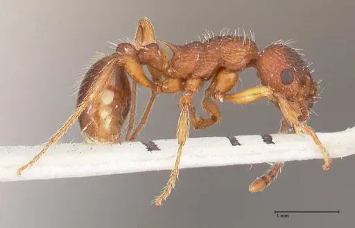Myrmica curvithorax - FOCOL0724-1