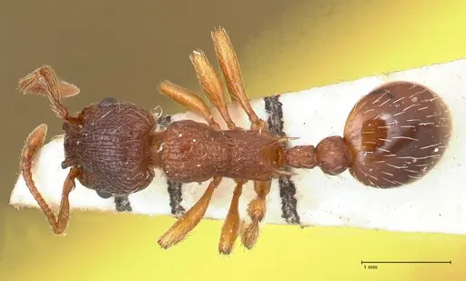 Myrmica curvithorax - FOCOL0724-2