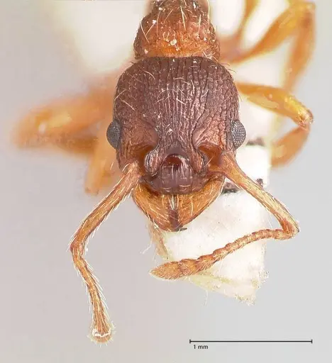 Myrmica curvithorax - FOCOL0724-2