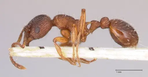 Myrmica curvithorax - FOCOL0724-2