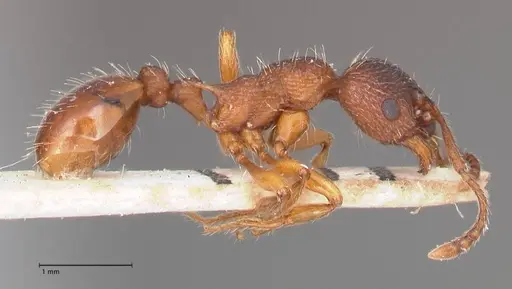 Myrmica curvithorax - FOCOL0724-2