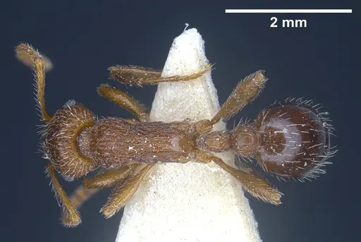 Myrmica deplanata specimen
