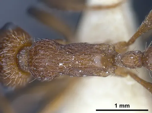 Myrmica deplanata specimen