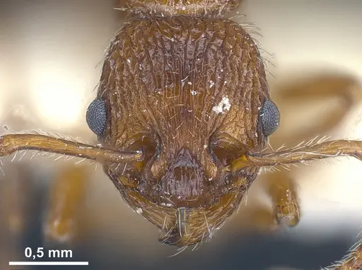 Myrmica deplanata specimen